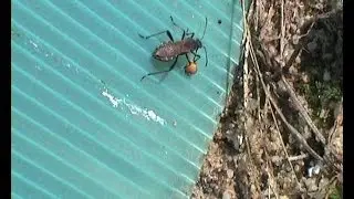 Ceraleptus gracilicornis vz&aacute;cn&aacute; plo&scaron;tice