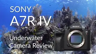 Sony A7R IV Underwater Camera Review