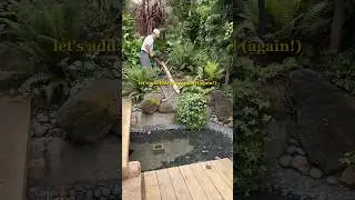 getting fish for my pond (again!) #pond #homedesign #garden