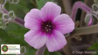 Flower Geometry International - Dean Marston 2016