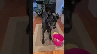 'Putting toys away' Greatdane  | Smart Paws Dog Training