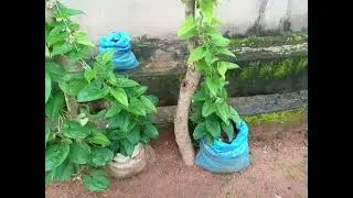 How to Plant yam in Bags In Nigeria, kenya, South Africa