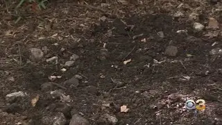 EPA Officials Investigating Whether Contaminated Soil Is Contributing To Cluster Of Cancer Cases