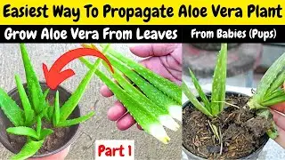 Easiest Ways To Propagate Aloe Vera Plant. Grow Aloe Vera From Leaf. Aloe Vera From Babies (Pups). 
