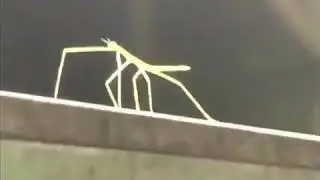 dancing stick bug