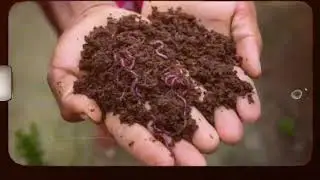 Vermicompost Preparation | Easy and Pocket Friendly Method