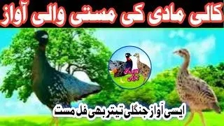 Kali madi ki awaz|Kali female voice|Black franclion vice|کالی مادی کی مستی والی آواز|Titar ki madi