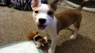 Athena the bull!