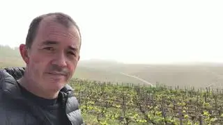 In the Grand Cru Vineyards of Chablis