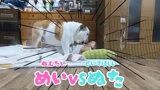 【喧嘩⁉️💥】姪っ子も我慢の限界だったようで…