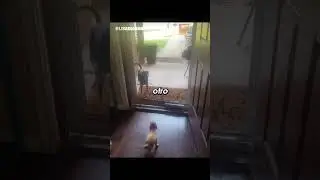 El cachorro quería estar seguro 😳 #shorts