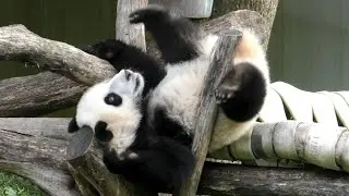 🐾🐼⁉️🐿Qi Ji seeks playmate, finds squirrel & trains to be top contortionist acrobatic superstar!🏆🎊