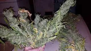 2 Old Ladies Harvesting Big Buds The Not Musical