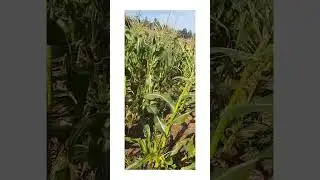 Fresh fruit picking | Sweet corn | Canada Vibes #barriehillfarms #farmfresh #ontariofarms