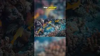 Top Ten Aquatic Species from the Great Barrier Reef: Intro