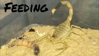 Buthidae Scorpions