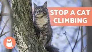 How to STOP a CAT CLIMBING Places They SHOULDN'T 🌳🐈