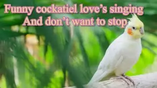 Funny cockatiel can’t stop singing  ‘if you’re happy and you know it,/calopsitte lutino qui chante🎤