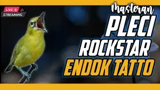 🔴 LIVE Masteran PLECI RockStar Endok tatto MATERI UNIK