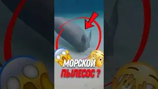 🐋 Ламантины и тайны морского дна!