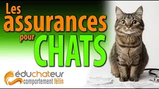 Assurances pour animaux - Trop chers ou trop bien?