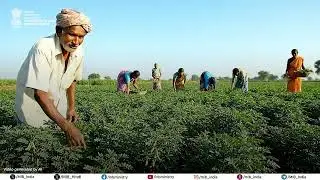 The Union Cabinet has approved the Mission for AtmaNirbharata in Pulses