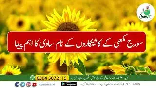ُسورج مُکھی کی کاشت| Importance steps for getting high sunflower yield