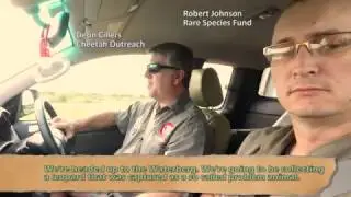 Relocating Wild Leopard with Cheetah Outreach and the Rare Species Fund