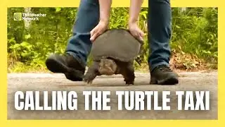 A Turtle Taxi? How This Volunteer Network Helps to Protect Canada&rsquo;s Turtles