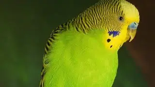 lovebirds sounds and begies sounds live session come and join