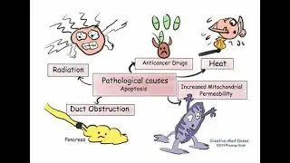 Apoptosis - Mitochondrial pathway