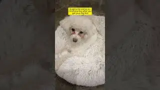 Holiday gift ideas: gradient dog & cat beds for winter comfort