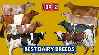 Top 12 Best Dairy Breeds for Maximum Milk Production