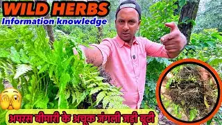 Apras Bimari Ke Liye Achhok Junglee Jadi Booti 🌿 || Jungle Ka Desi Herbs 😱|| 