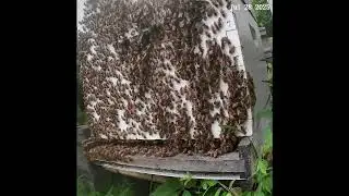 Flashback - Bees in the Morning at Sunrise 2b