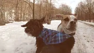 Dog Hiking Adventures with Comet, Chelsea, Bela, and Frankie on 01/07