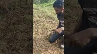 release rat snake.