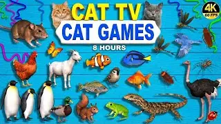 CAT TV 4K 60FPS 🐠 Fish & Animal Chase for Cats | 8 Hours Ultimate Cat Games for Cat to Watch