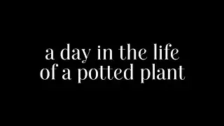 a day in the life of a potted plant (short film)