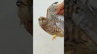 I found a wounded baby falcon bird and I feed.#falcon #birds #shorts