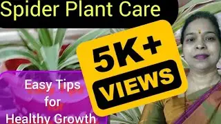 Spider plant care:easy tips for healthy growth