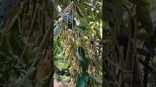 Durian Flowers #viral #shortvideo #trending #fruits #flower