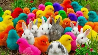 Tangkap Ayam Lucu, ayam warna warni, ayam rainbow, kelinci lucu, bebek lucu, ikan koi, Hewan Lucu
