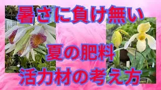 洋蘭　シンビジューム　カトレア　猛暑対策　酷暑乗り切るために