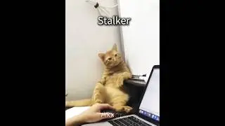 Cats with different Jobs ☠️🗿 | #edit  #cat