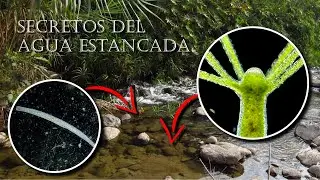 Microscopía - La vida en el agua estancada #documentalcompleto #ciencia #microorganismos #tutorial