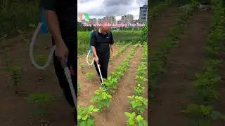 Dụng cụ b&oacute;n ph&acirc;n dạng nước #thapxanh #o348233oo6 #bonphan #binhbonphan ￼#nongnghiep #xuhuong #reels