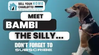 Meet Bambi Adoptable Through RescuedMe