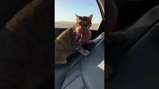 The Ultimate Escape: Cat Saves Kitten from Eagle!.&rdquo; 🐾🦅#cat#kittenrescue #animals#hero