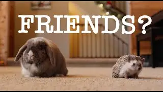 Can A Hedgehog & A Rabbit Be Friends? | African Hedgehog & Rabbit Funny Video